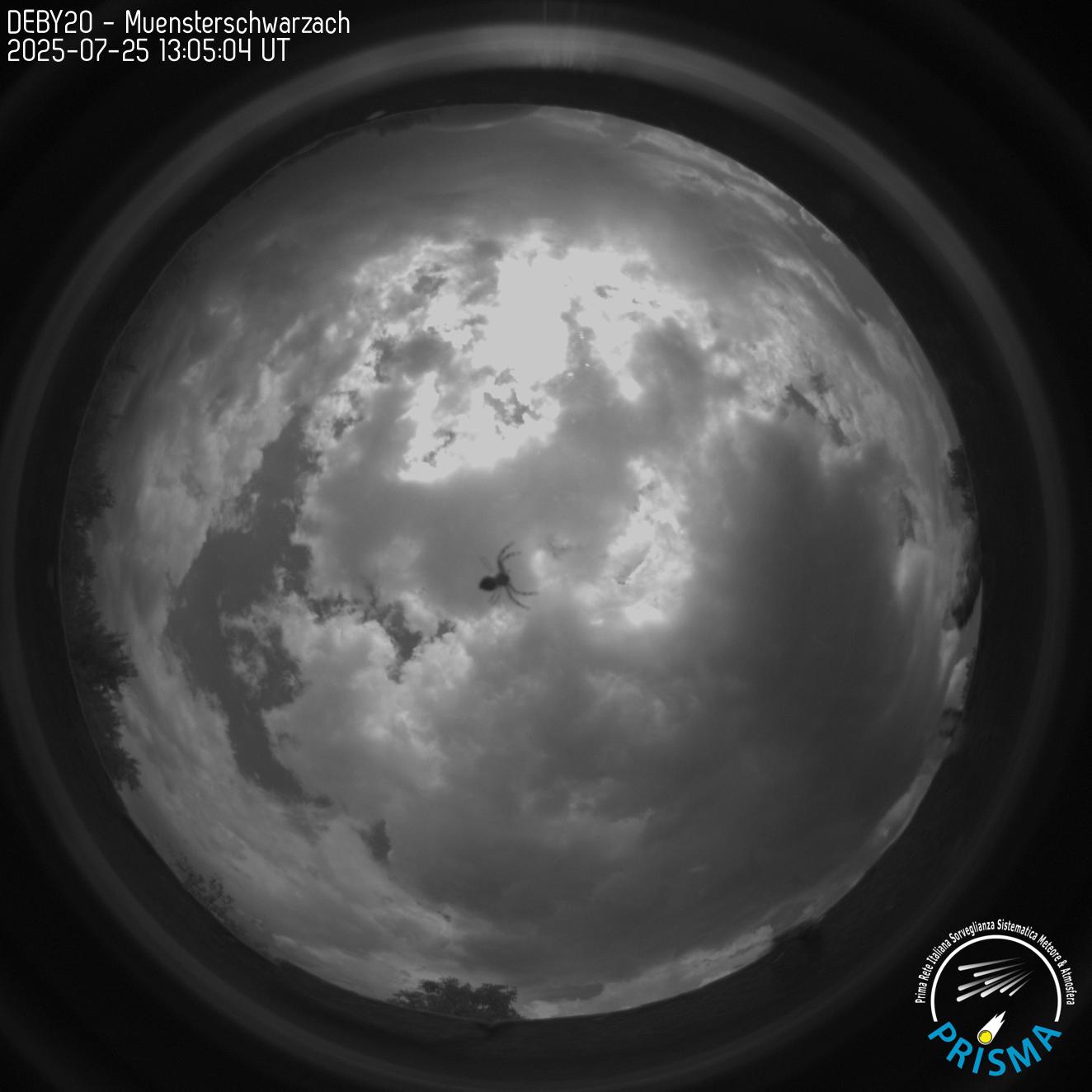 DEBY20 20250725T130504UT Spinne
